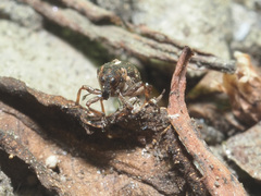 Rhinoncus perpendicularis