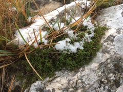 Arenaria grandiflora