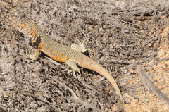 Liolaemus nigromaculatus