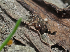 Rhinoncus perpendicularis