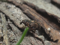 Rhinoncus perpendicularis