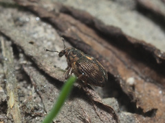 Rhinoncus perpendicularis