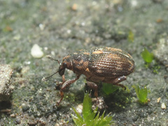 Rhinoncus perpendicularis