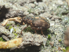 Rhinoncus perpendicularis