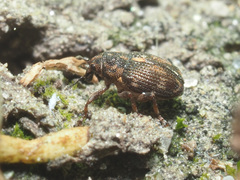 Rhinoncus perpendicularis