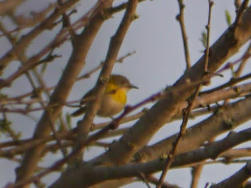 Yellow-bellied Eremomela illustration