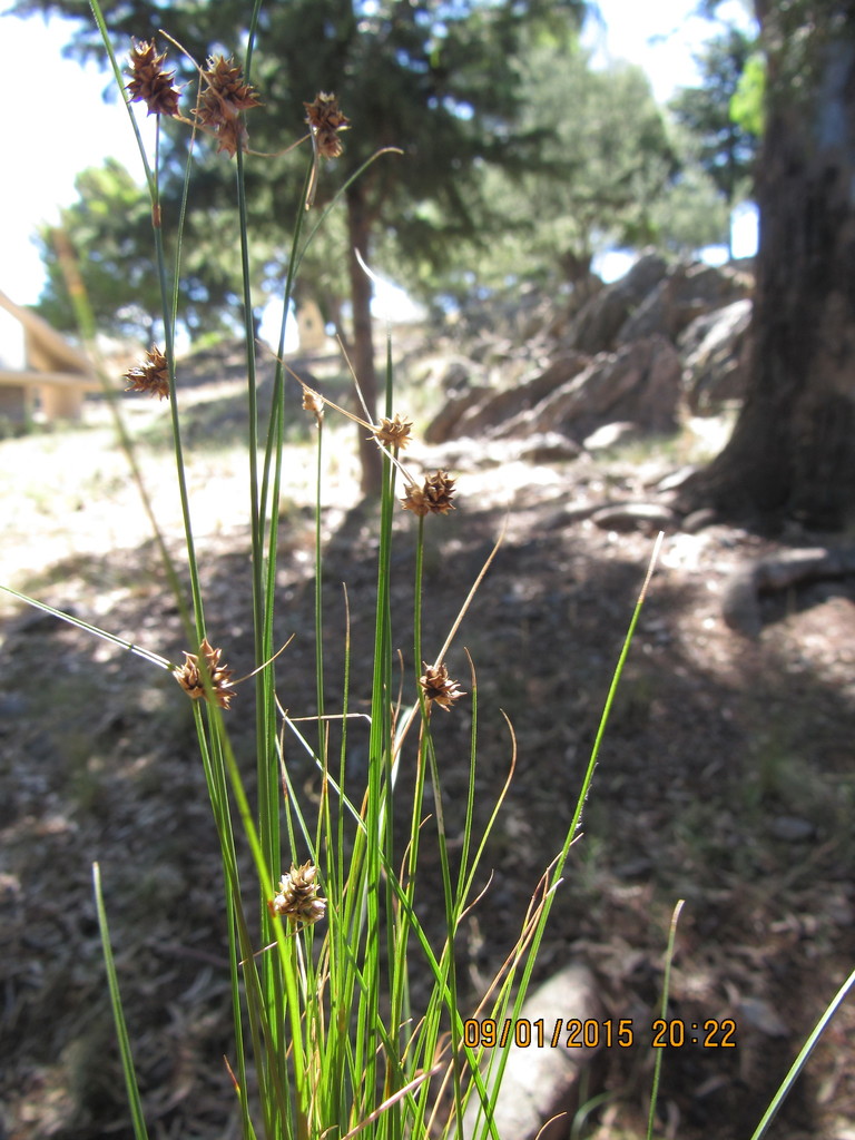 Carex fossa (Carex fossa)