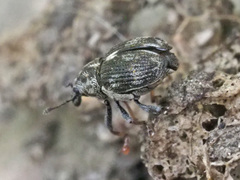 Rhinoncus perpendicularis