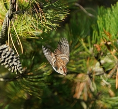 Spizella passerina