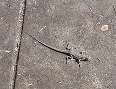 Uta stansburiana elegans