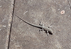Uta stansburiana elegans