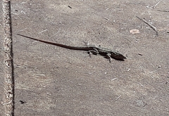 Uta stansburiana elegans