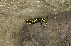 Salamandra salamandra
