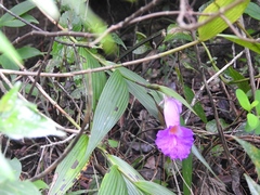 Sobralia macrantha