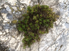 Arenaria grandiflora