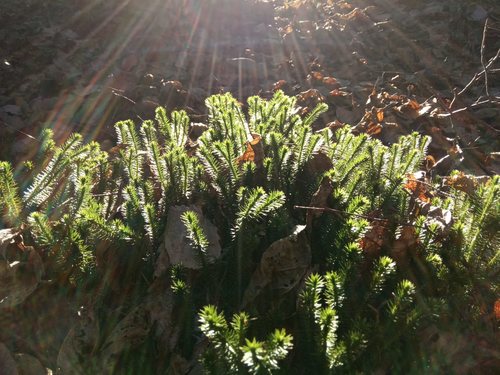 Lycopodium annotinum iNat (2)