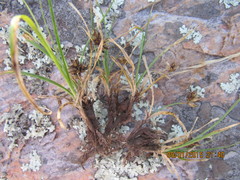 Carex rupicola