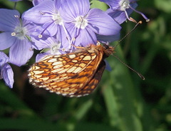 Melitaea britomartis