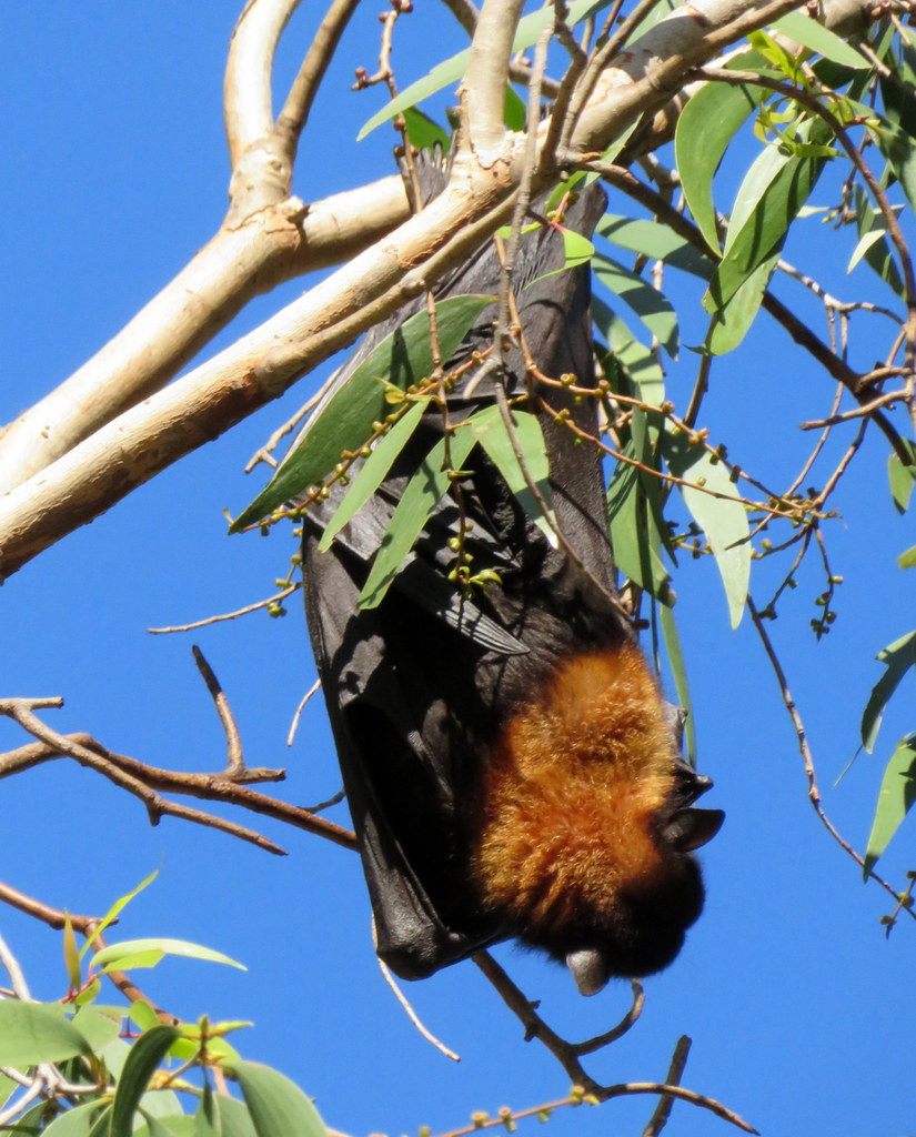 Black Flying Fox From Nitmiluk Nt 0852 Australia On June 02 2019 At