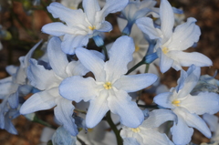 Zephyra elegans