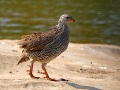 Pternistis natalensis