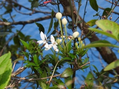 Bouvardia longiflora