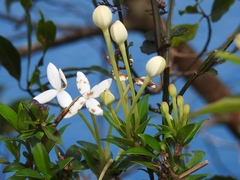 Bouvardia longiflora