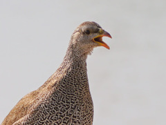 Pternistis natalensis