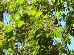 Chiococca phaenostemon