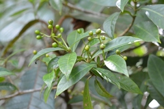 Psychotria costivenia