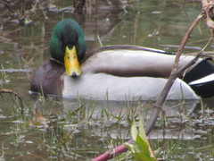 Anas platyrhynchos