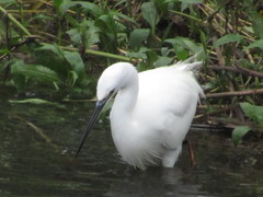 Egretta garzetta