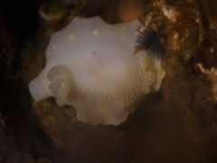 Cadlina laevis