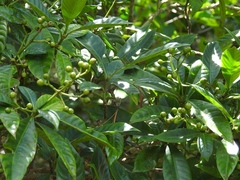 Psychotria costivenia