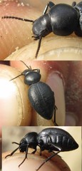 Tentyria mucronata