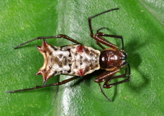 Micrathena nigrichelis
