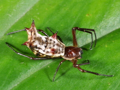 Micrathena nigrichelis