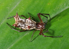 Micrathena nigrichelis