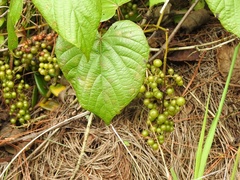Vitis tiliifolia