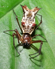 Micrathena nigrichelis
