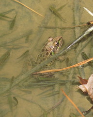 Lithobates sphenocephalus