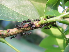 Oxyrhachis