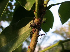 Oxyrhachis