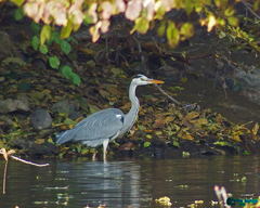 Ardea cinerea