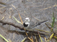Motacilla alba
