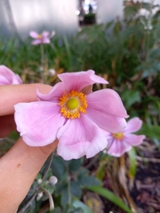 Eriocapitella × hybrida