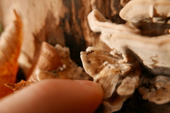Agathomyia unicolor