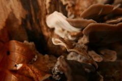 Agathomyia unicolor