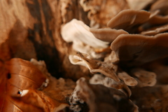 Agathomyia unicolor