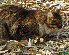 Felis catus